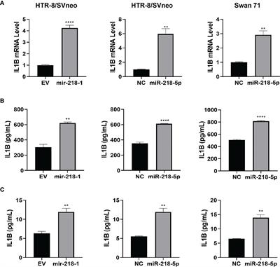 miR-218-5p Induces Interleukin-1β and Endovascular Trophoblast Differentiation by Targeting the Transforming Growth Factor β-SMAD2 Pathway